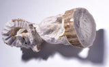 Handcarved Big Horn Sheep Fetish - Antler - by Lewis Malie 4D01W